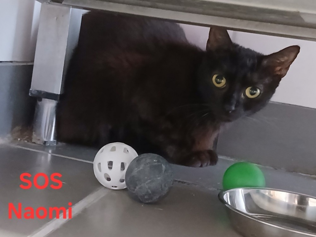 Naomi - Chat Européen à adopter