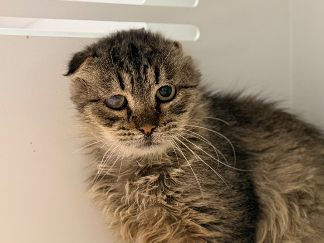 Zapett - Chat Européen à adopter