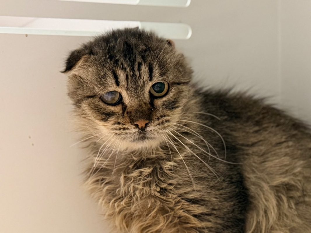 Zapett - Chat Européen à adopter