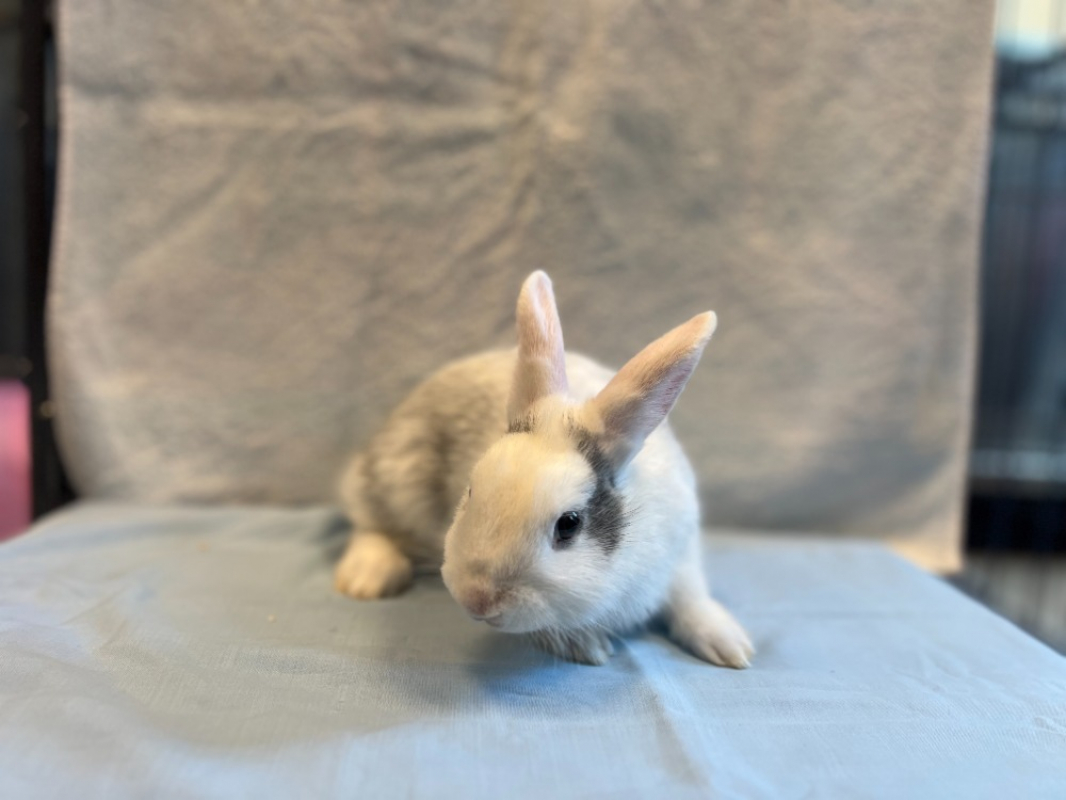 Blue - Rongeur Lapin à adopter