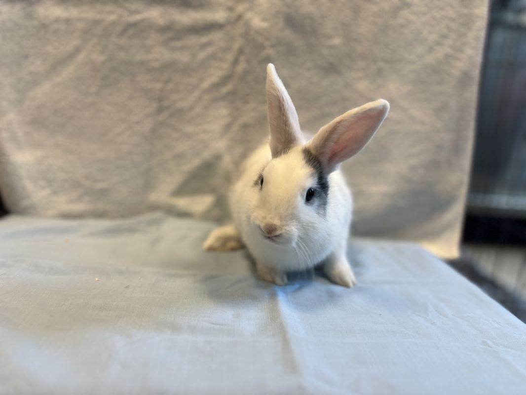 Craquotte - Rongeur Lapin à adopter