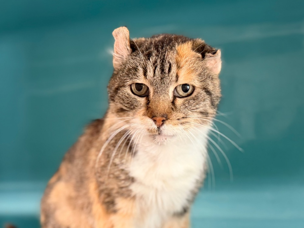 Sheena - Chat Européen à adopter