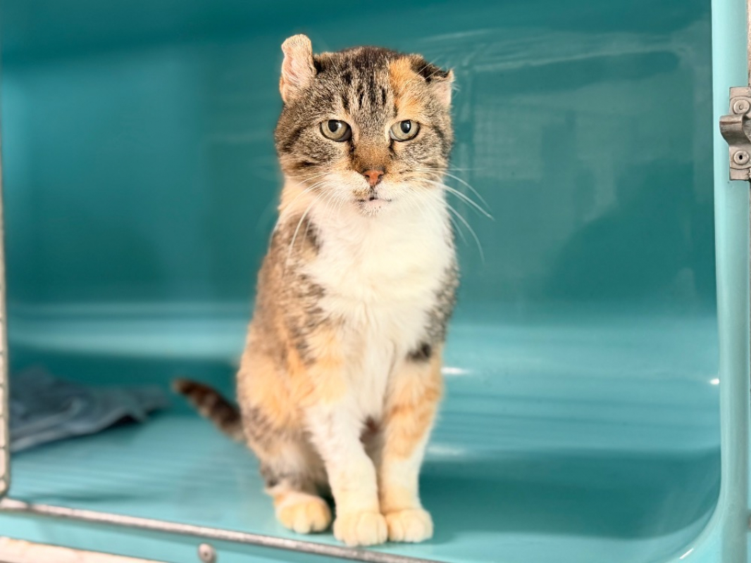 Sheena - Chat Européen à adopter - photo 2