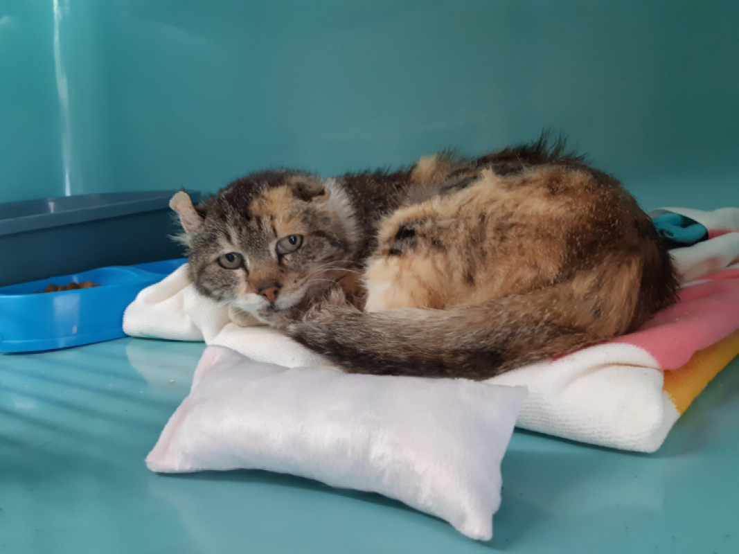 Sheena - Chat Européen à adopter - photo 3