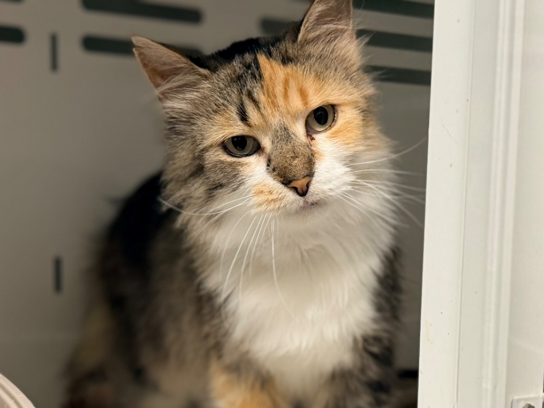 Samsara - Chat Européen à adopter