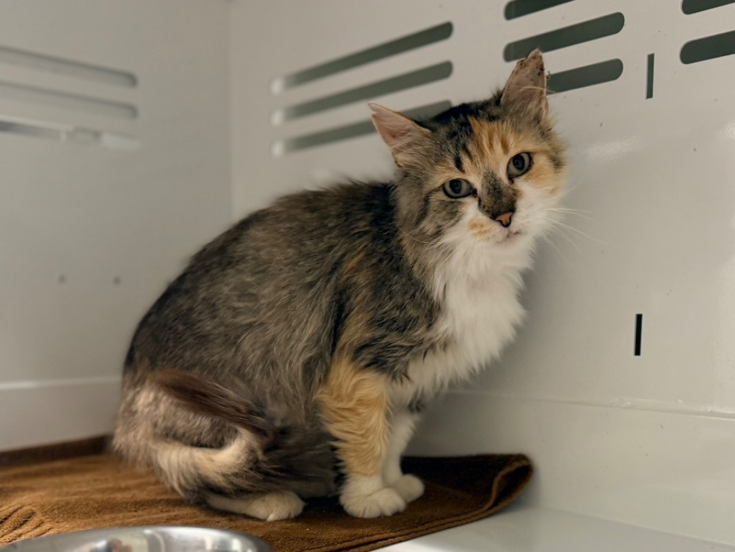 Samsara - Chat Européen à adopter - photo 3