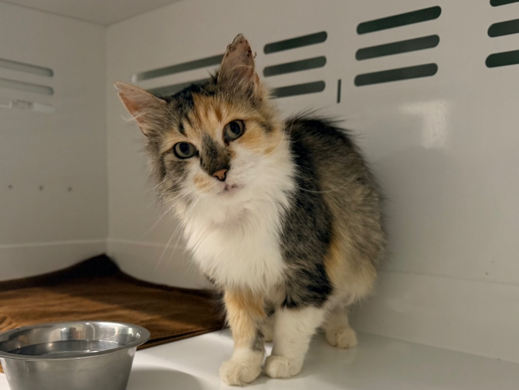 Samsara - Chat Européen à adopter - photo 4