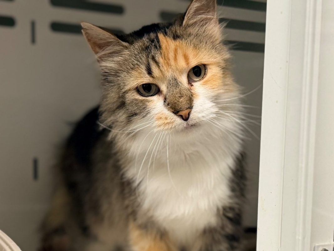 Samsara - Chat Européen à adopter