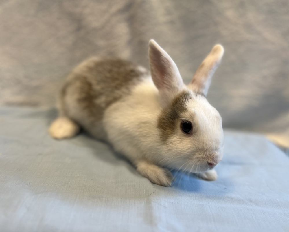 Happy - Rongeur Lapin à adopter