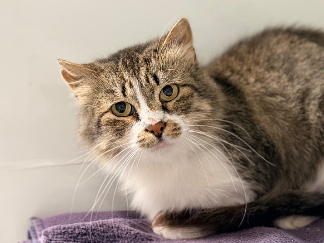 Tikani - Chat Européen à adopter