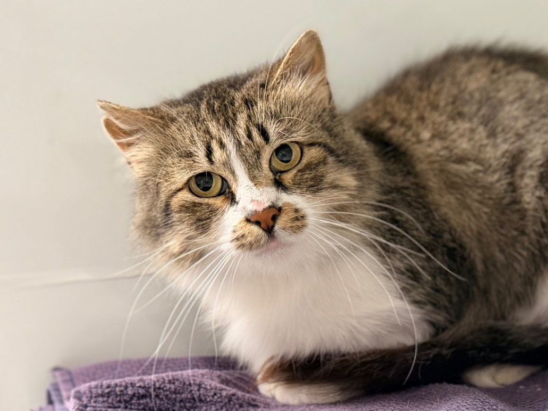 Tikani - Chat Européen à adopter