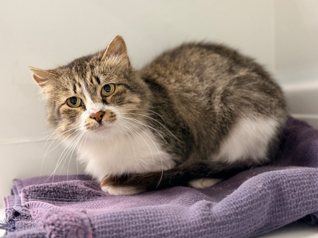 Tikani - Chat Européen à adopter - photo 2