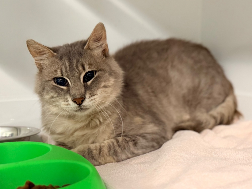 Efim - Chat Européen à adopter - photo 2