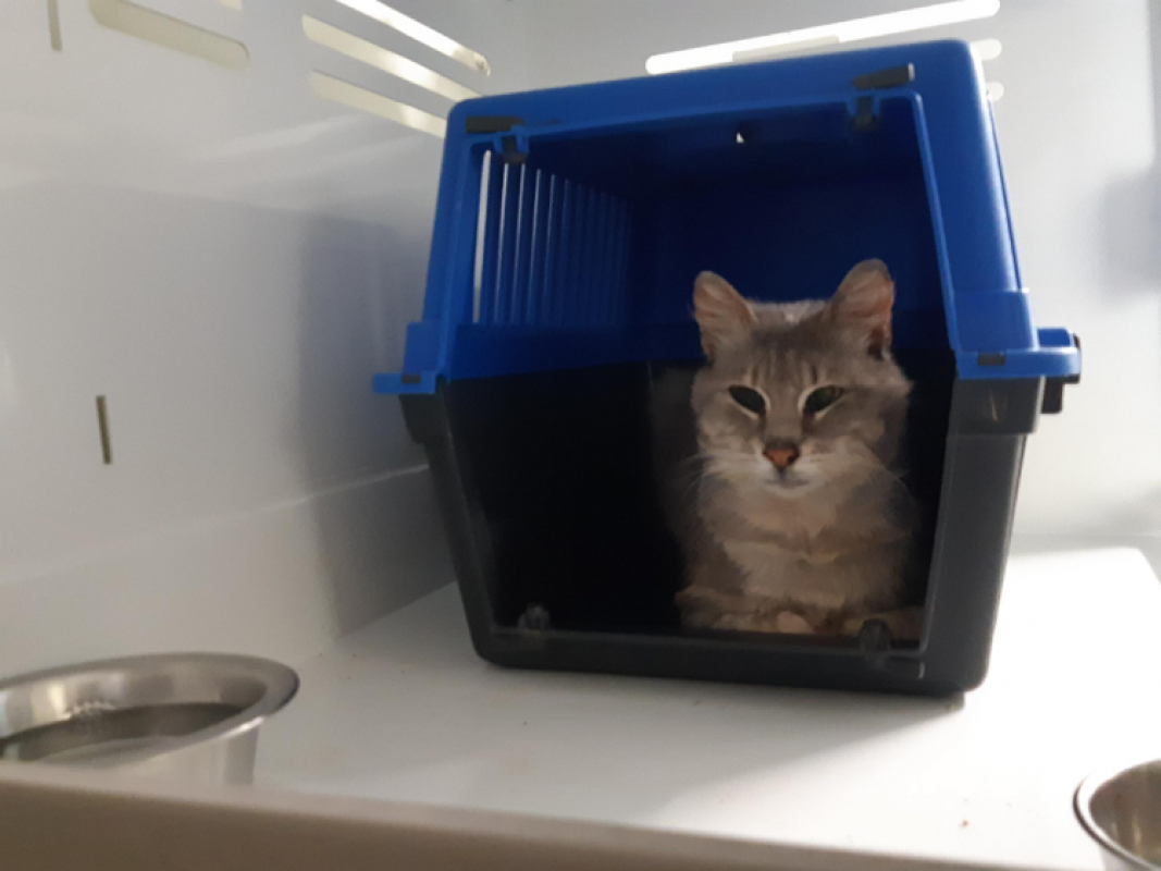 Efim - Chat Européen à adopter - photo 3