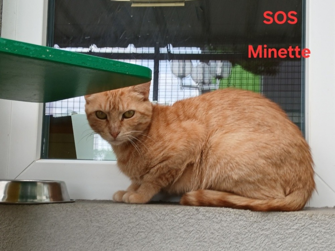 Minette - Chat Européen à adopter