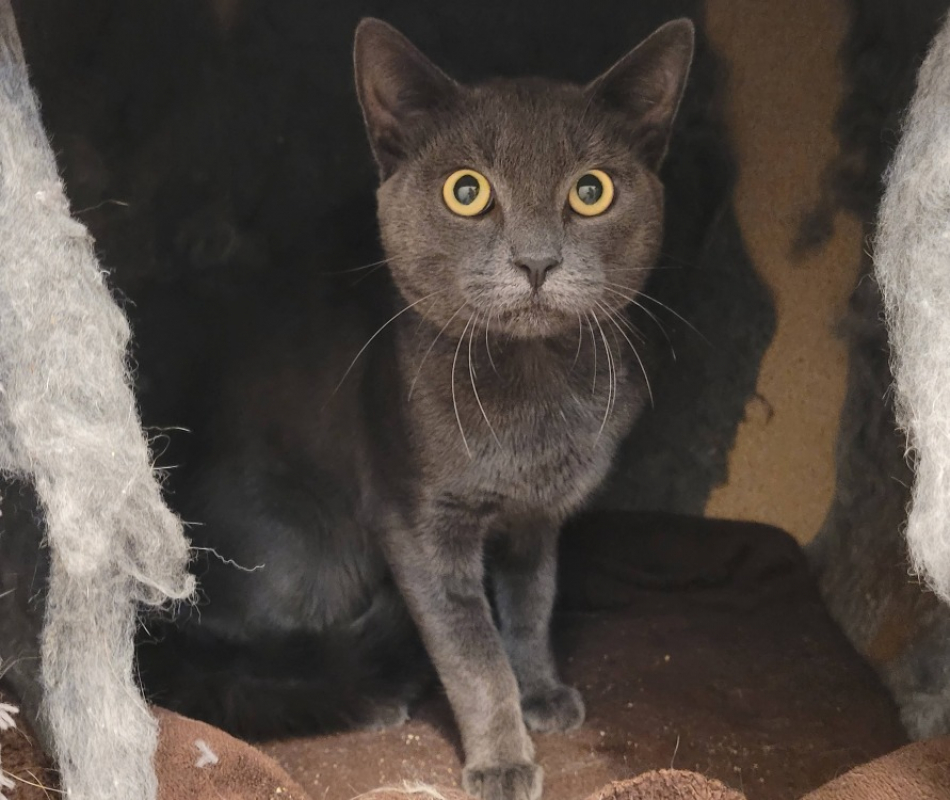 Aristode - Chat Européen à adopter
