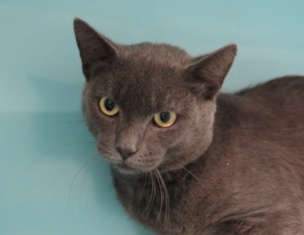 Aristode - Chat Européen à adopter - photo 2