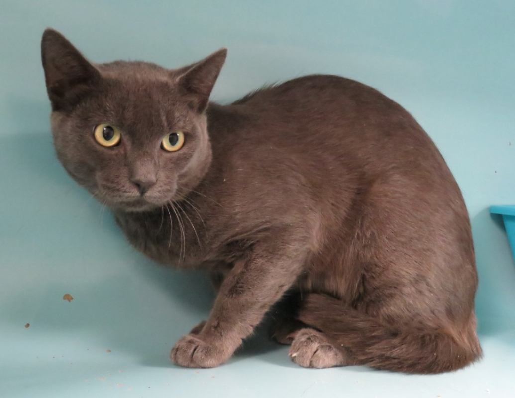 Aristode - Chat Européen à adopter - photo 3