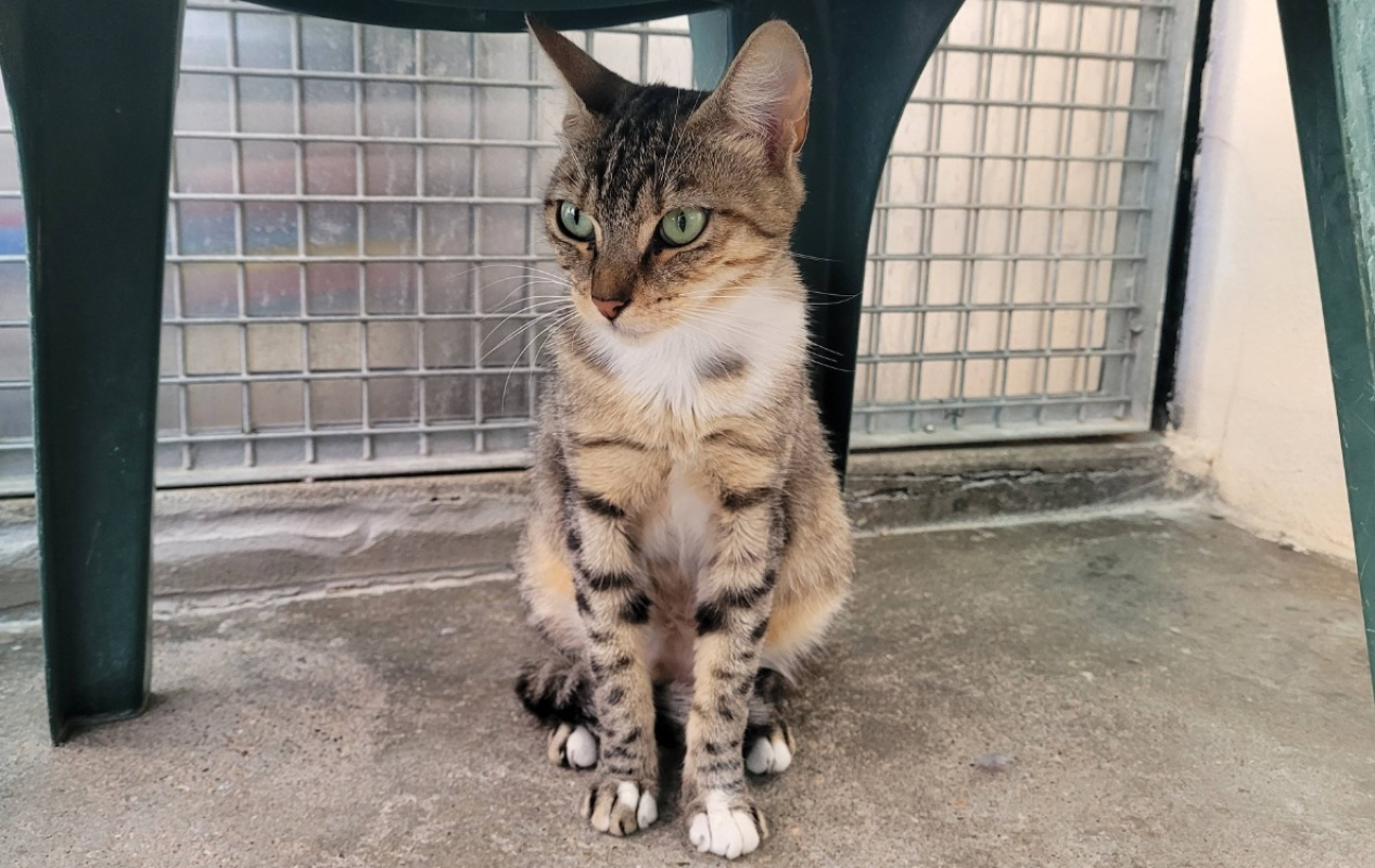 Masha - Chat Européen à adopter