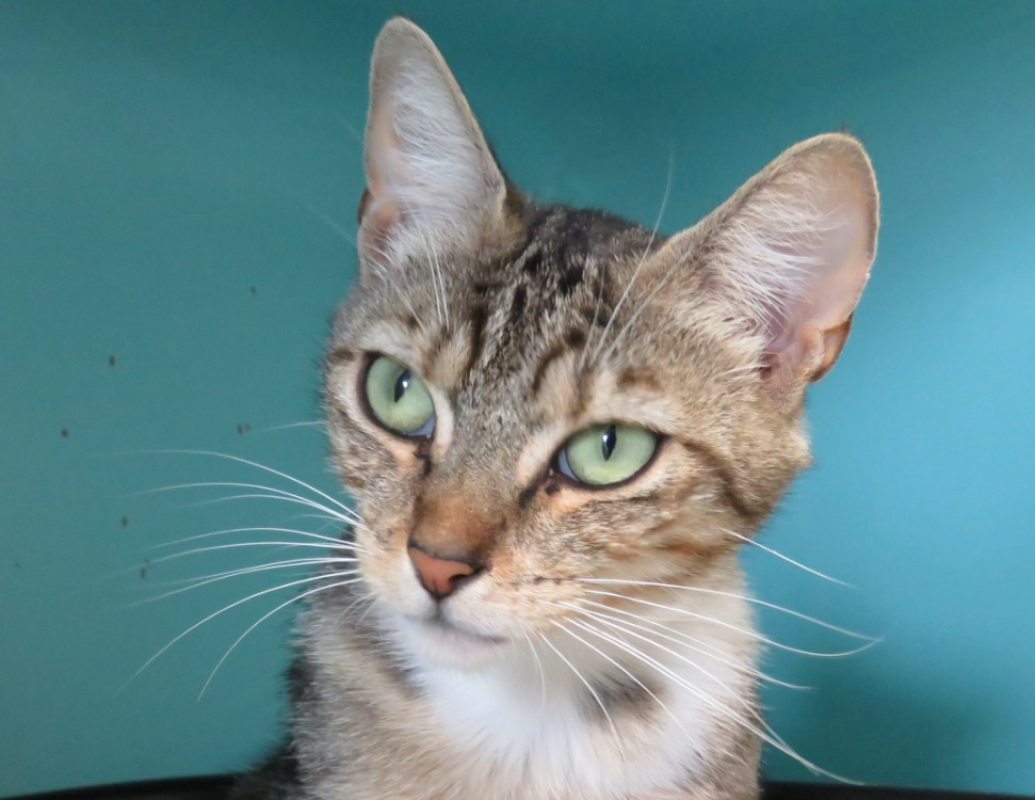 Masha - Chat Européen à adopter - photo 2