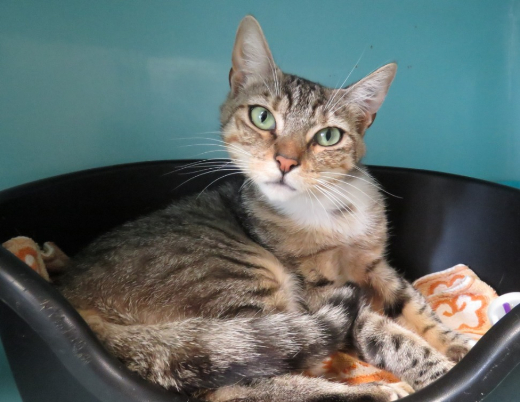Masha - Chat Européen à adopter - photo 4