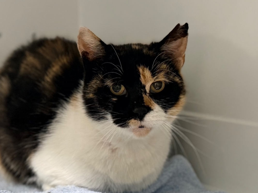 Hamsa - Chat Européen à adopter