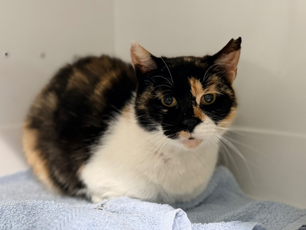 Hamsa - Chat Européen à adopter - photo 2