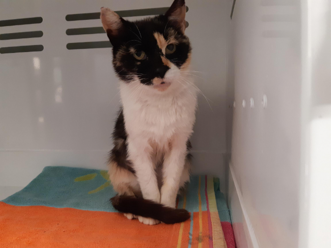 Hamsa - Chat Européen à adopter - photo 3