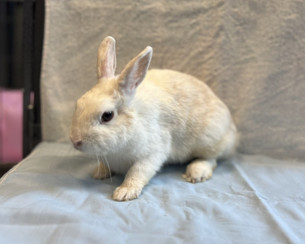 Nesquick - Rongeur Lapin à adopter
