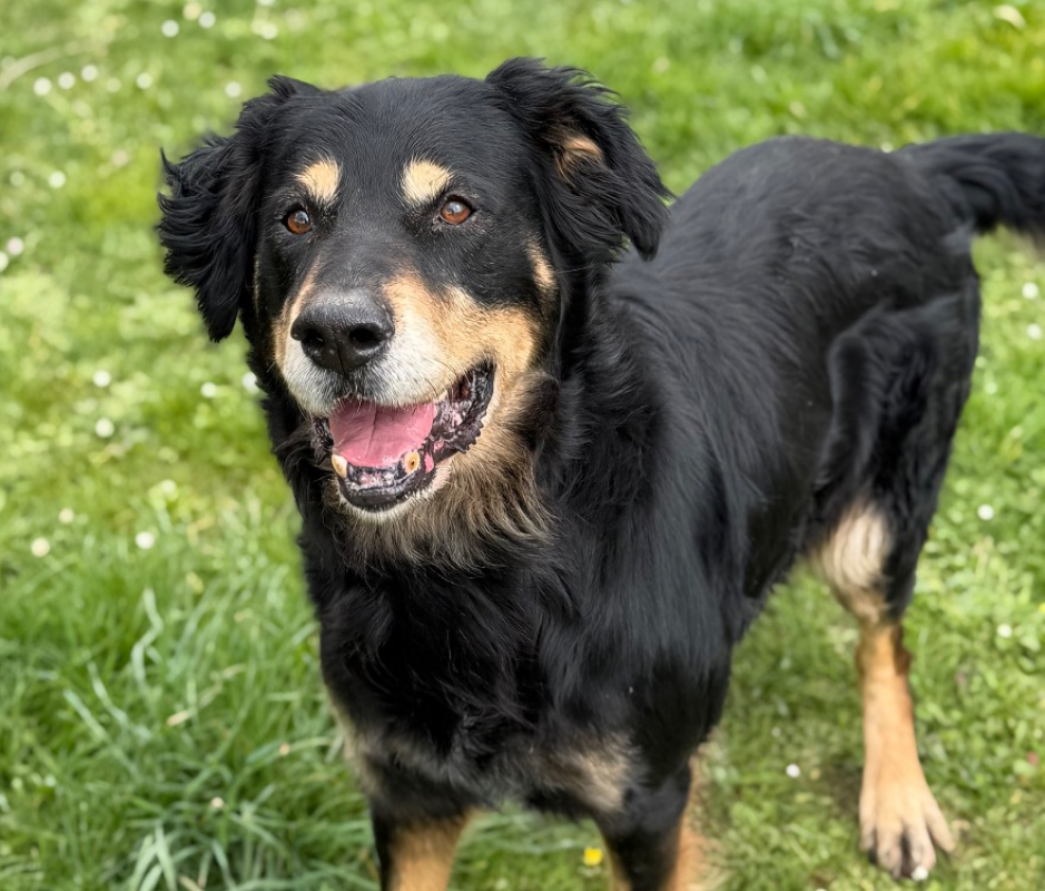 Oliver - Chien à adopter