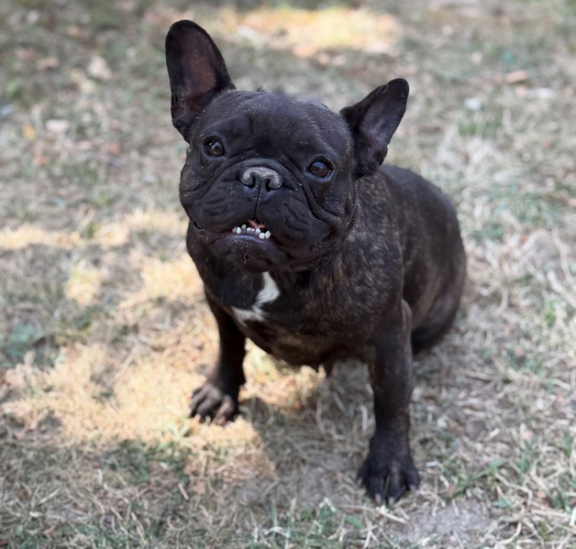 Valma - Chien Bouledogue Français à adopter