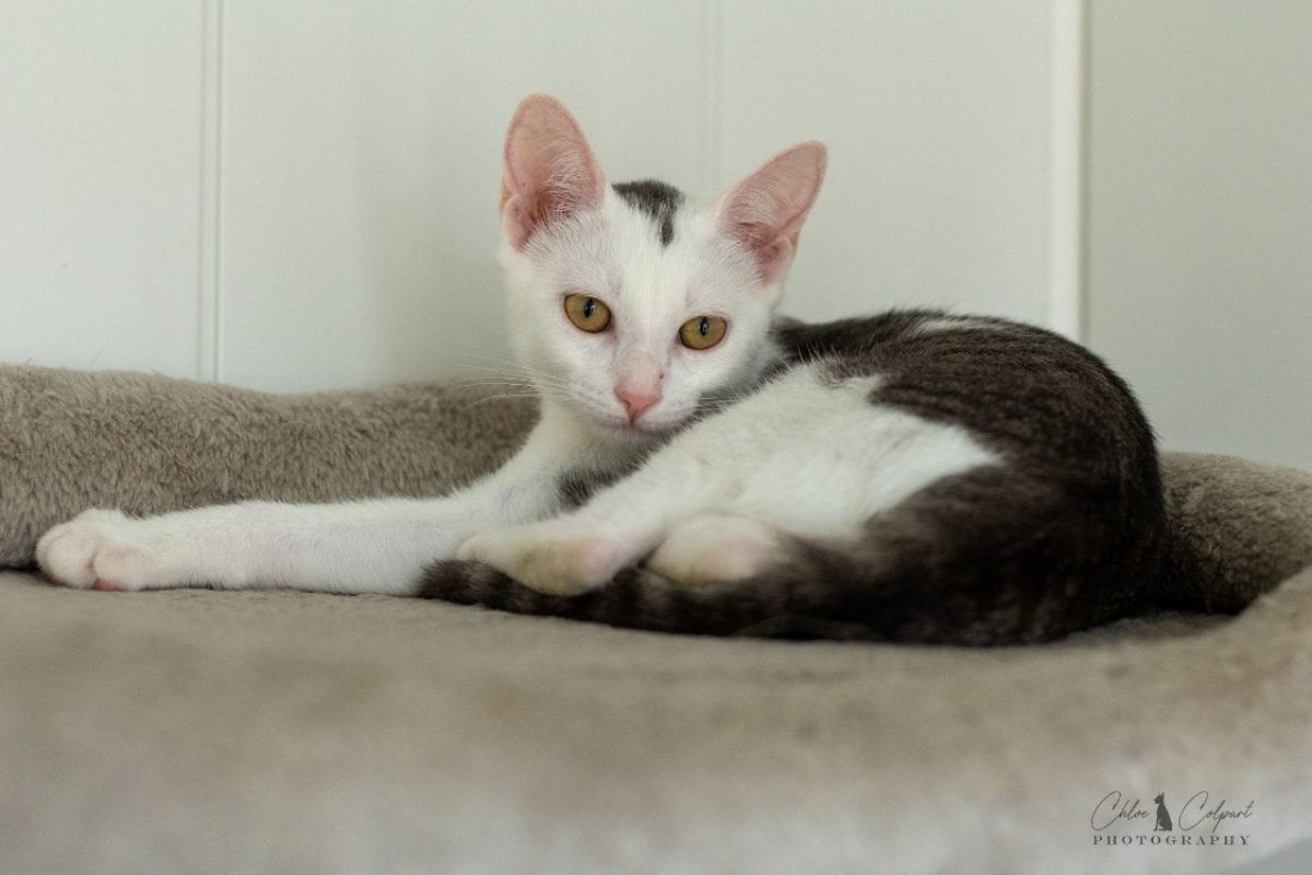 Bentley - Chat Européen à adopter