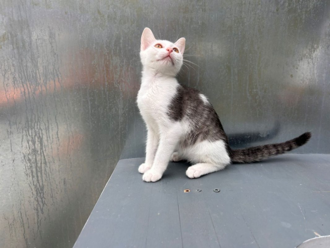 Bentley - Chat Européen à adopter - photo 2
