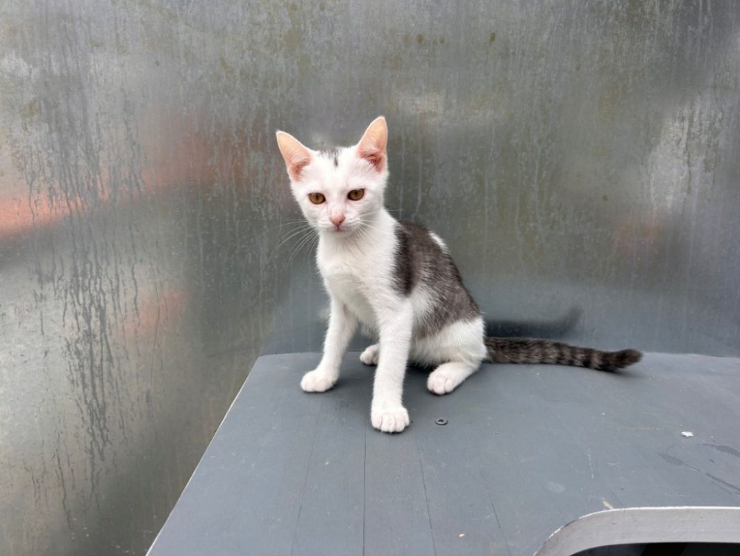 Bentley - Chat Européen à adopter - photo 3