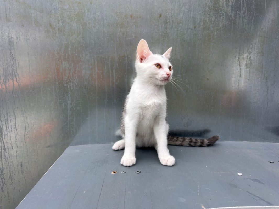 Bentley - Chat Européen à adopter - photo 4