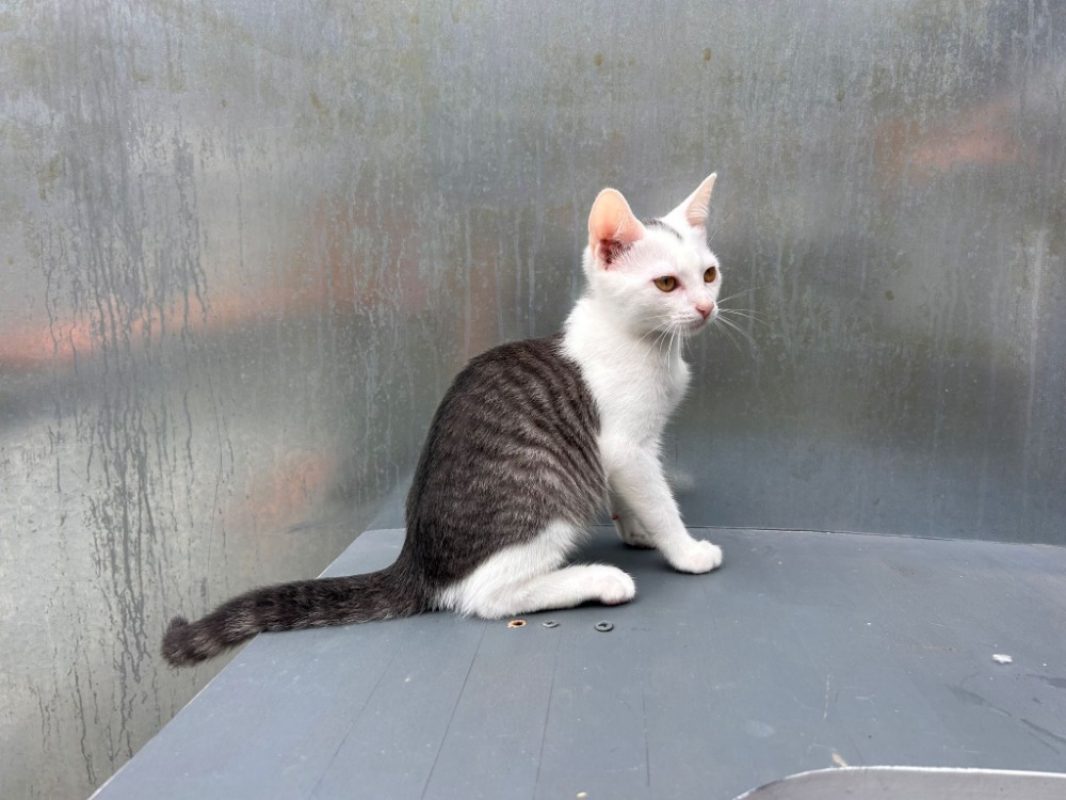 Bentley - Chat Européen à adopter - photo 5