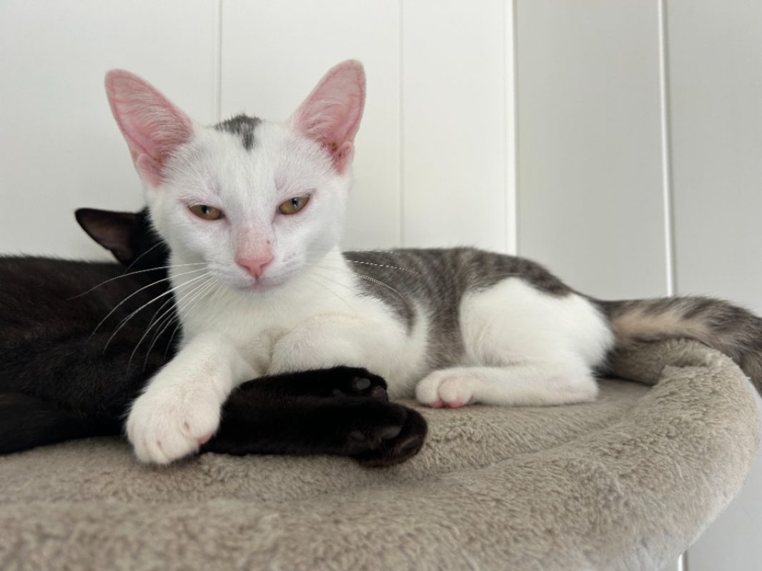Bentley - Chat Européen à adopter - photo 6