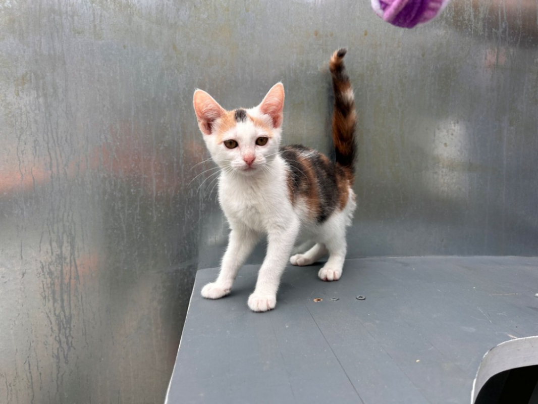 Berlina - Chat Européen à adopter