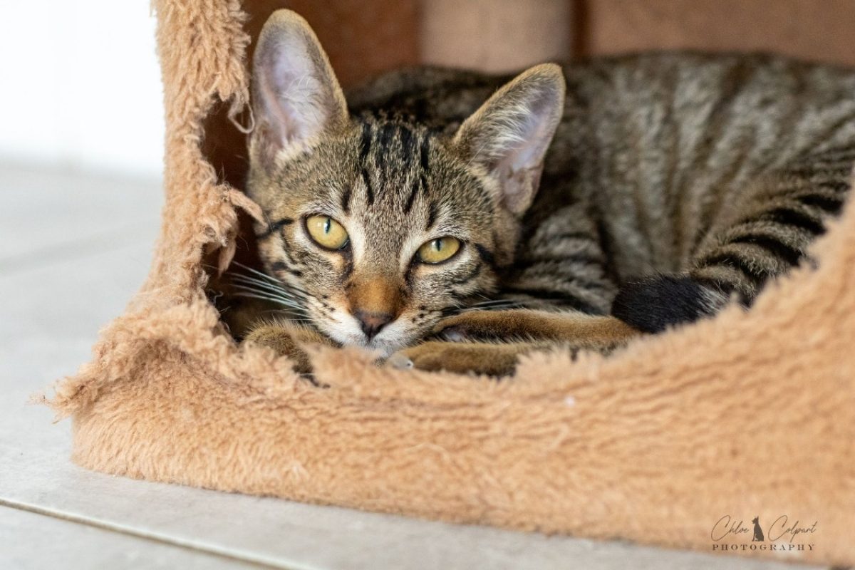 Brera - Chat Européen à adopter
