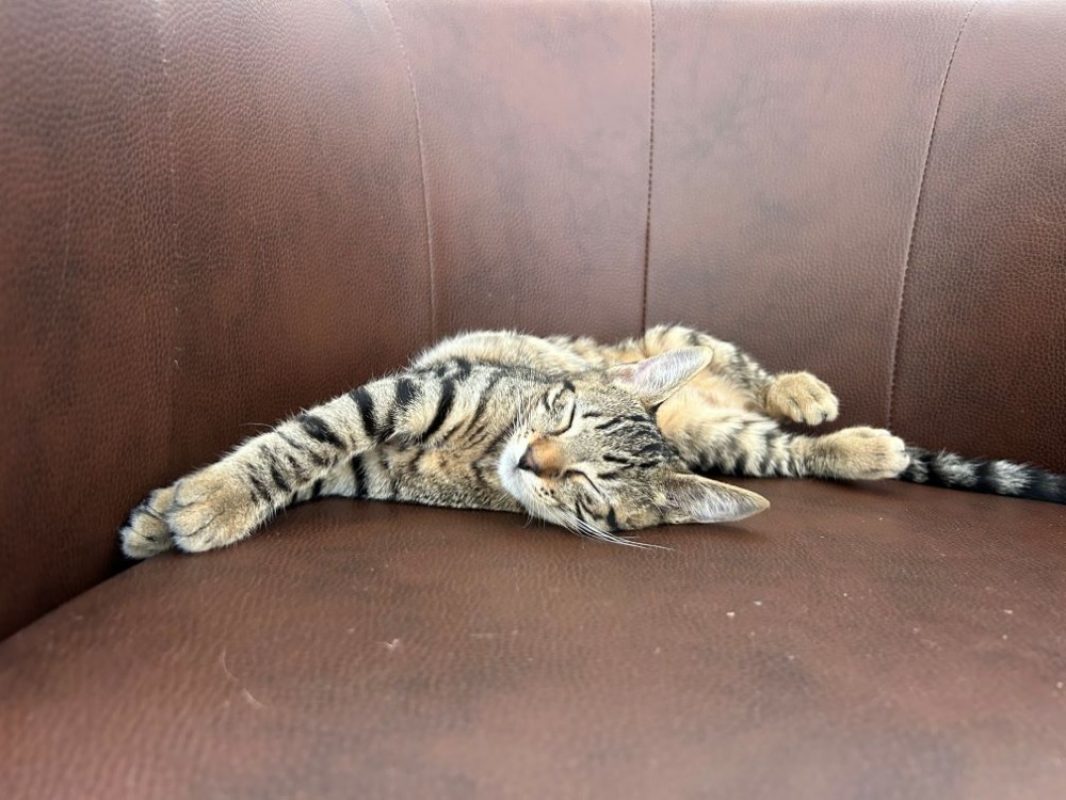 Brera - Chat Européen à adopter - photo 2