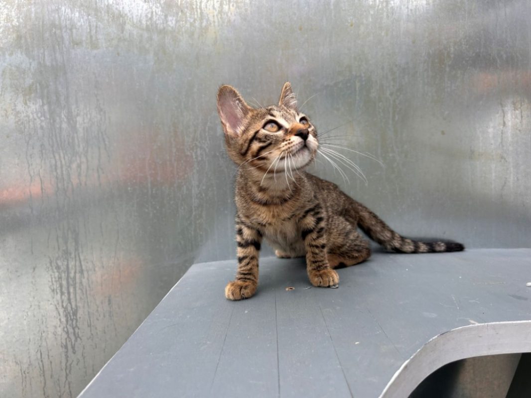 Brera - Chat Européen à adopter - photo 3