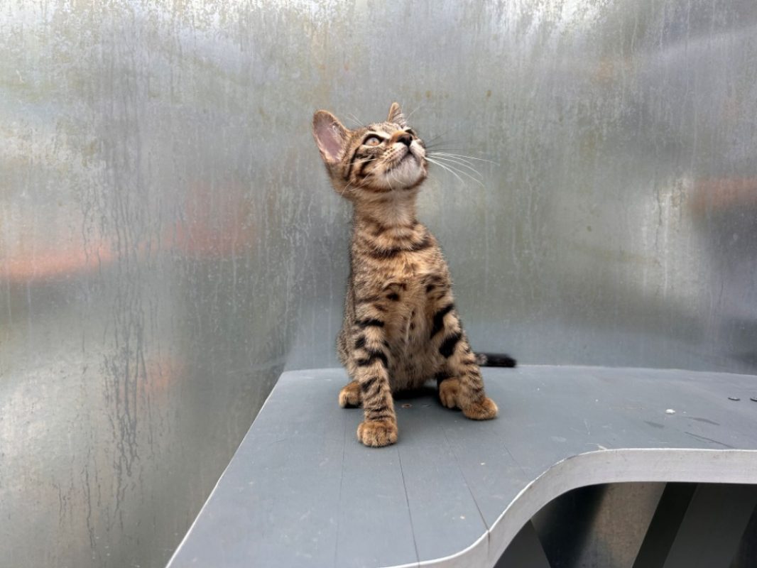 Brera - Chat Européen à adopter - photo 4
