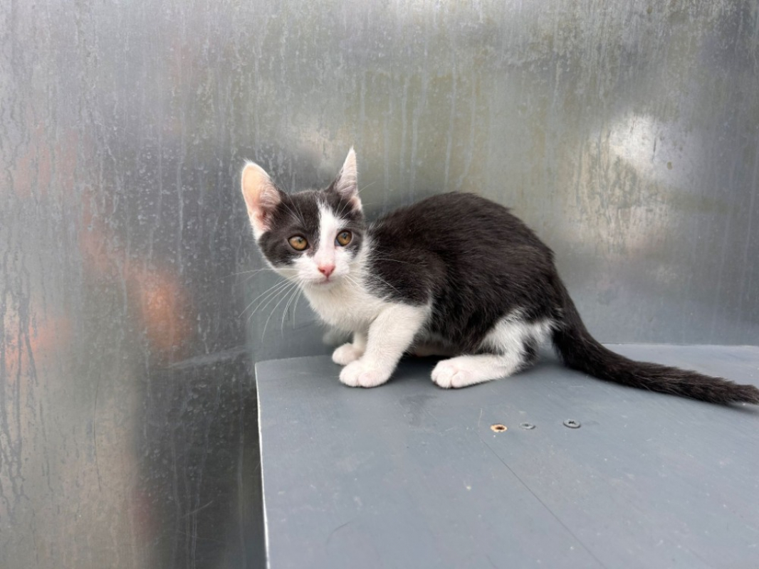 Biturbo - Chat Européen à adopter