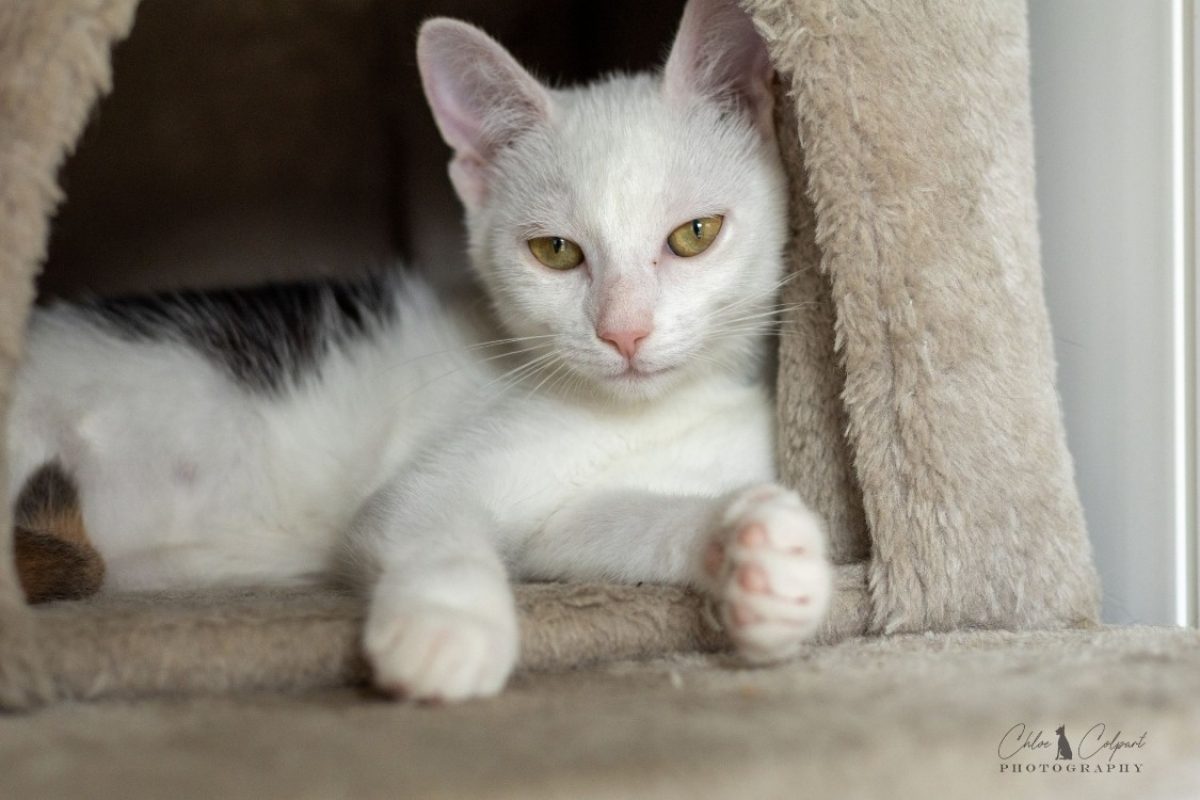 Beetle - Chat Européen à adopter