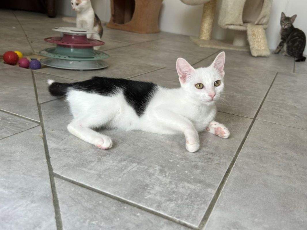 Beetle - Chat Européen à adopter - photo 2