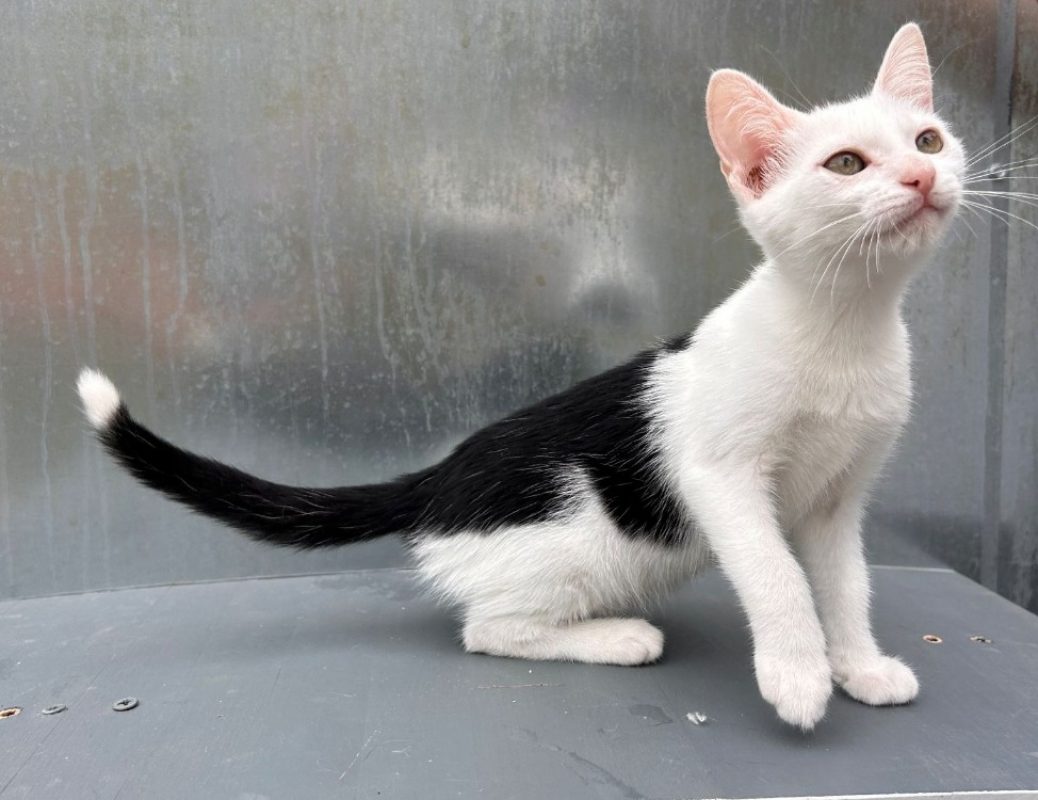 Beetle - Chat Européen à adopter - photo 3