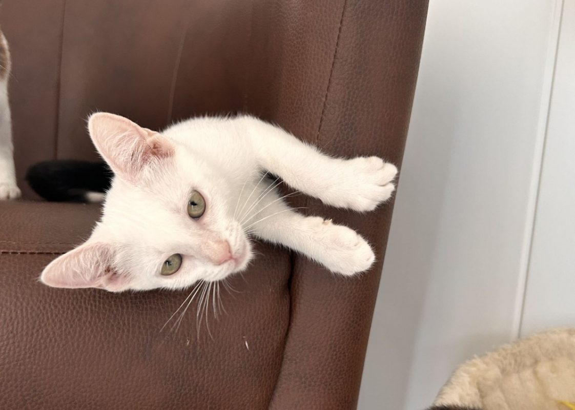 Beetle - Chat Européen à adopter - photo 4