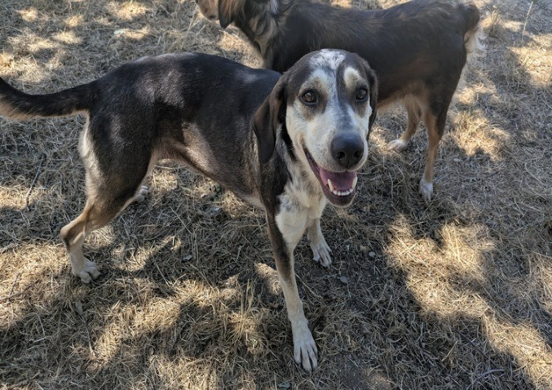 Yska - Chien Berger à adopter