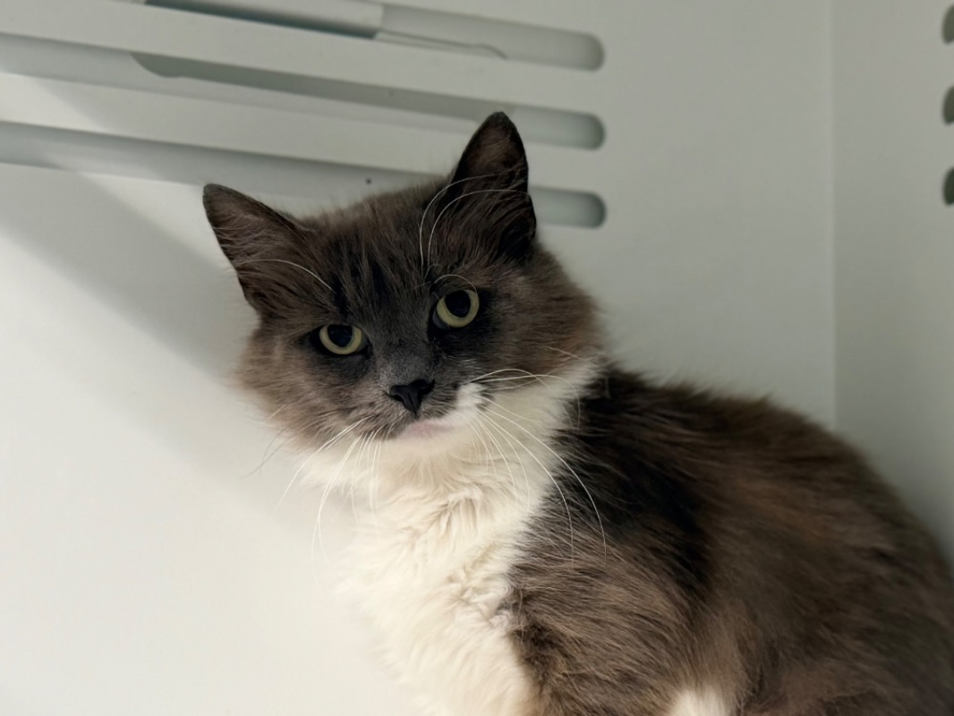 Tahiri - Chat Européen à adopter