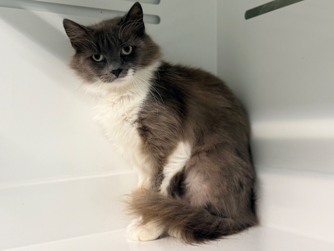 Tahiri - Chat Européen à adopter - photo 2